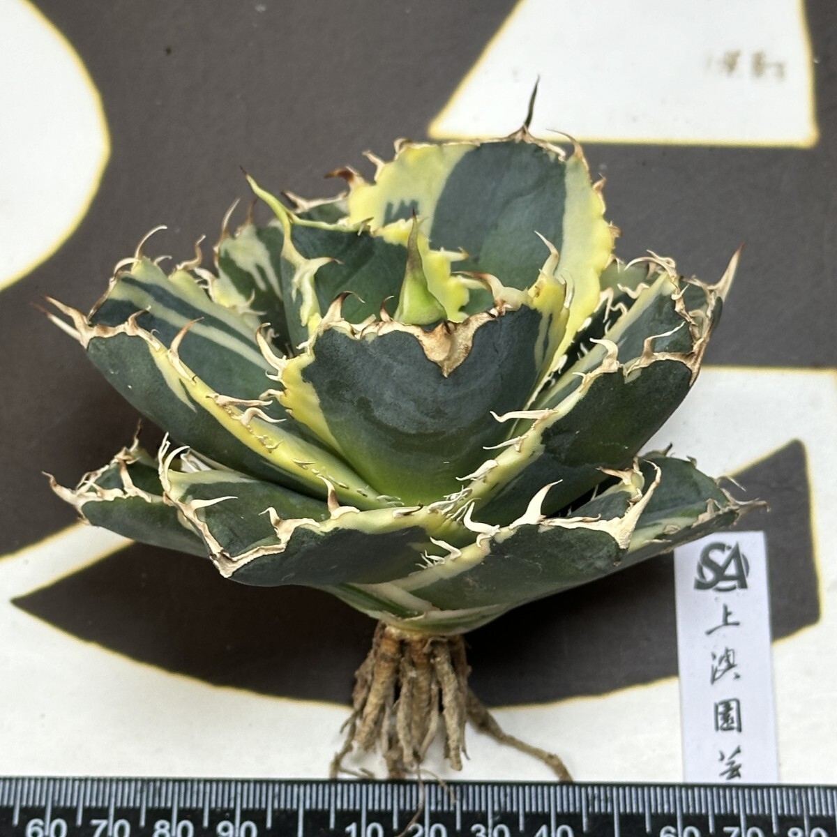 773【上澳園芸】 アガベ チタノタ 白鯨錦（永久斑）安定錦