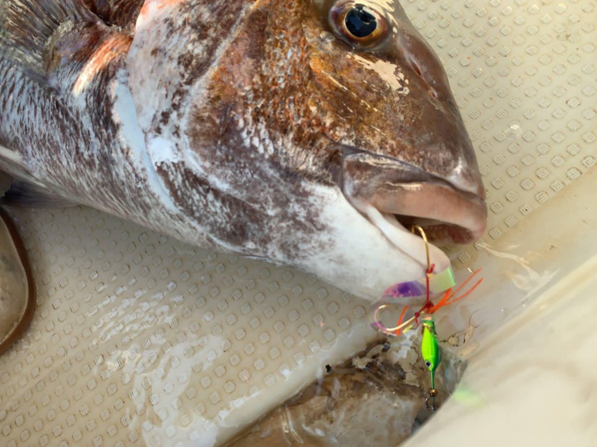 この商品で真鯛が釣れたところ
