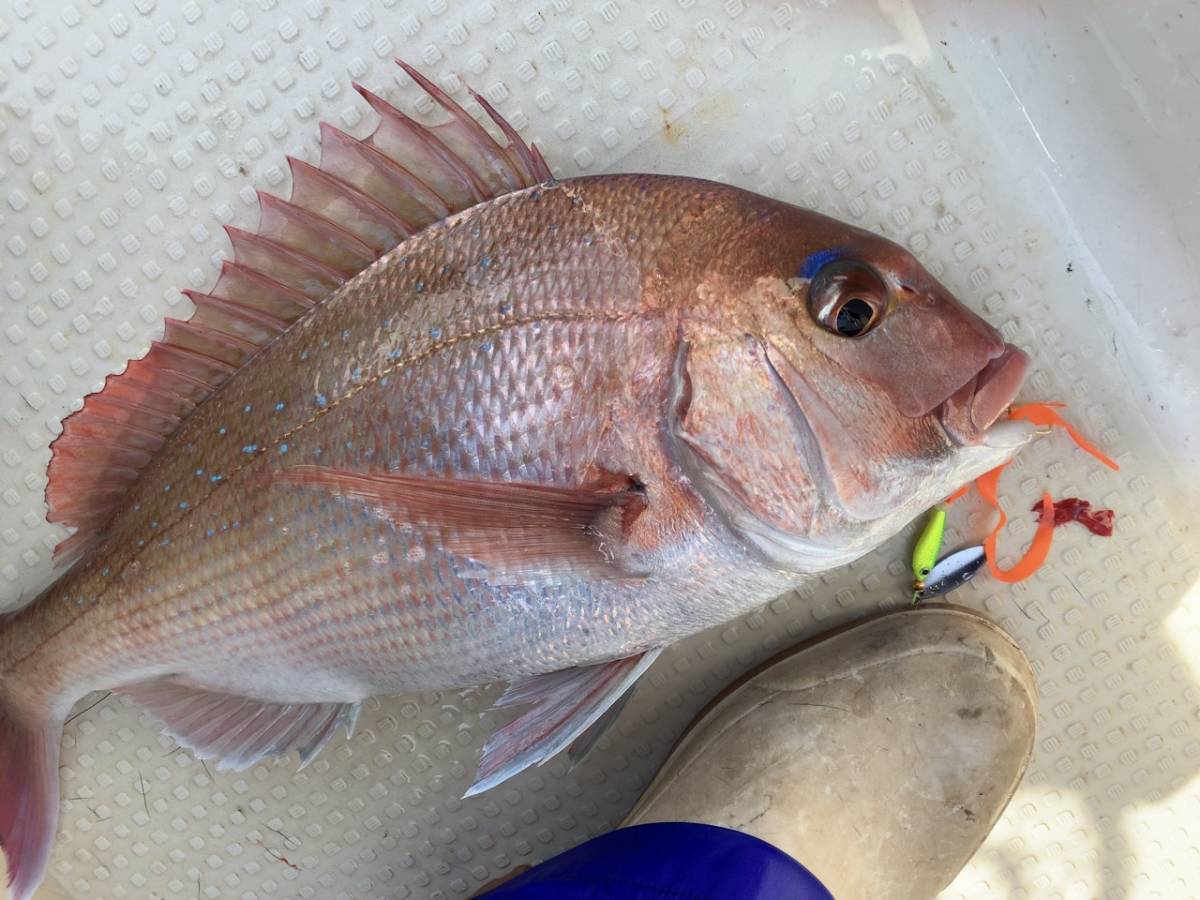 3匹目、真鯛がよく釣れます!