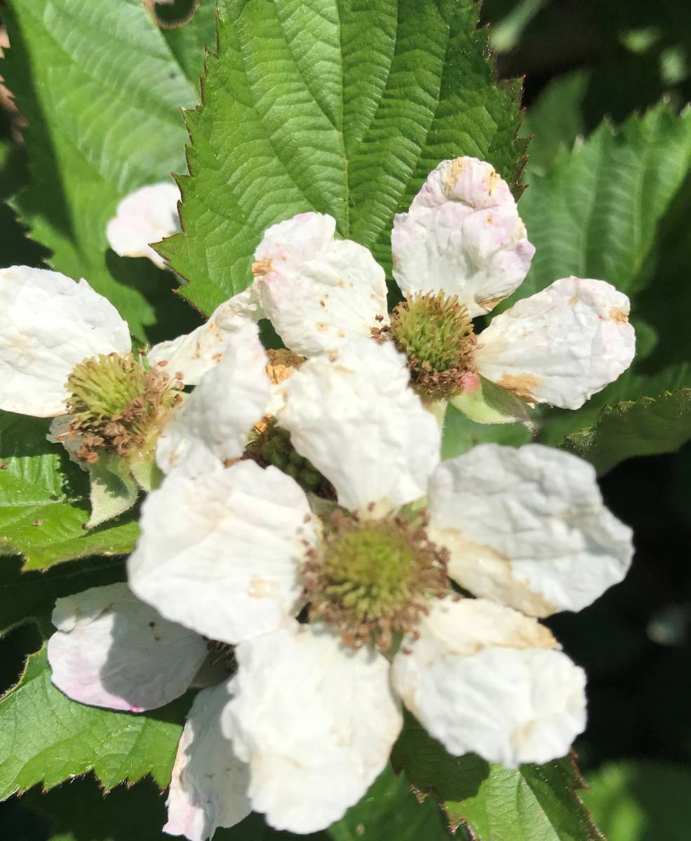 5月:白い花の満開(kāi)頃