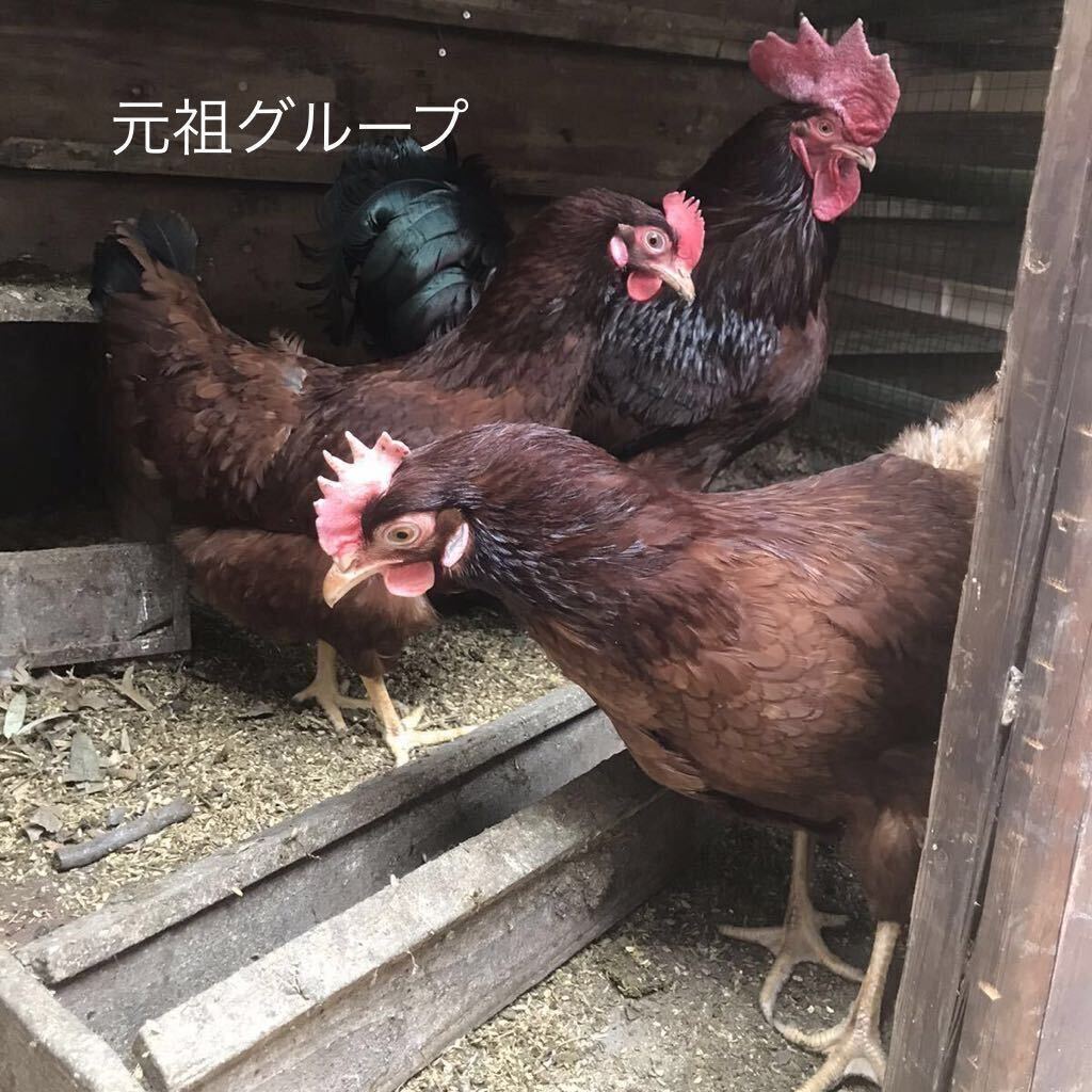 元祖グループ