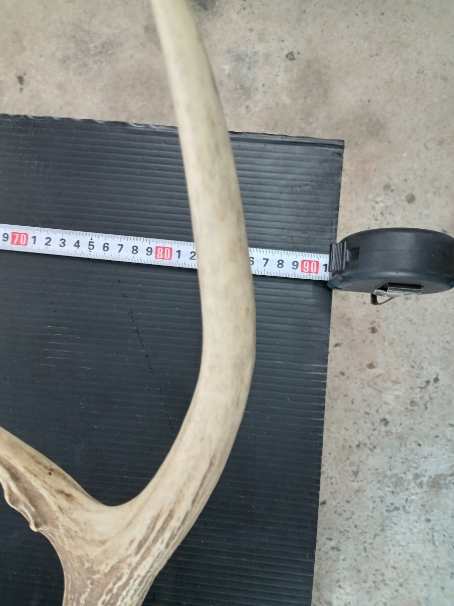 鹿の角/特大 /壁掛け/ オブジェ/大きいです/ インテリア_画像2