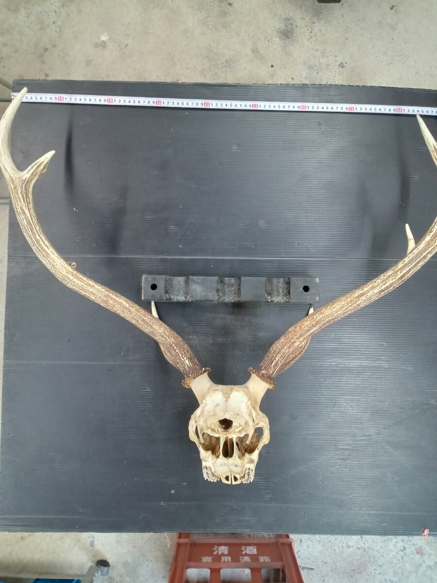 鹿の角/特大 /壁掛け/ オブジェ/大きいです/ インテリア_画像5