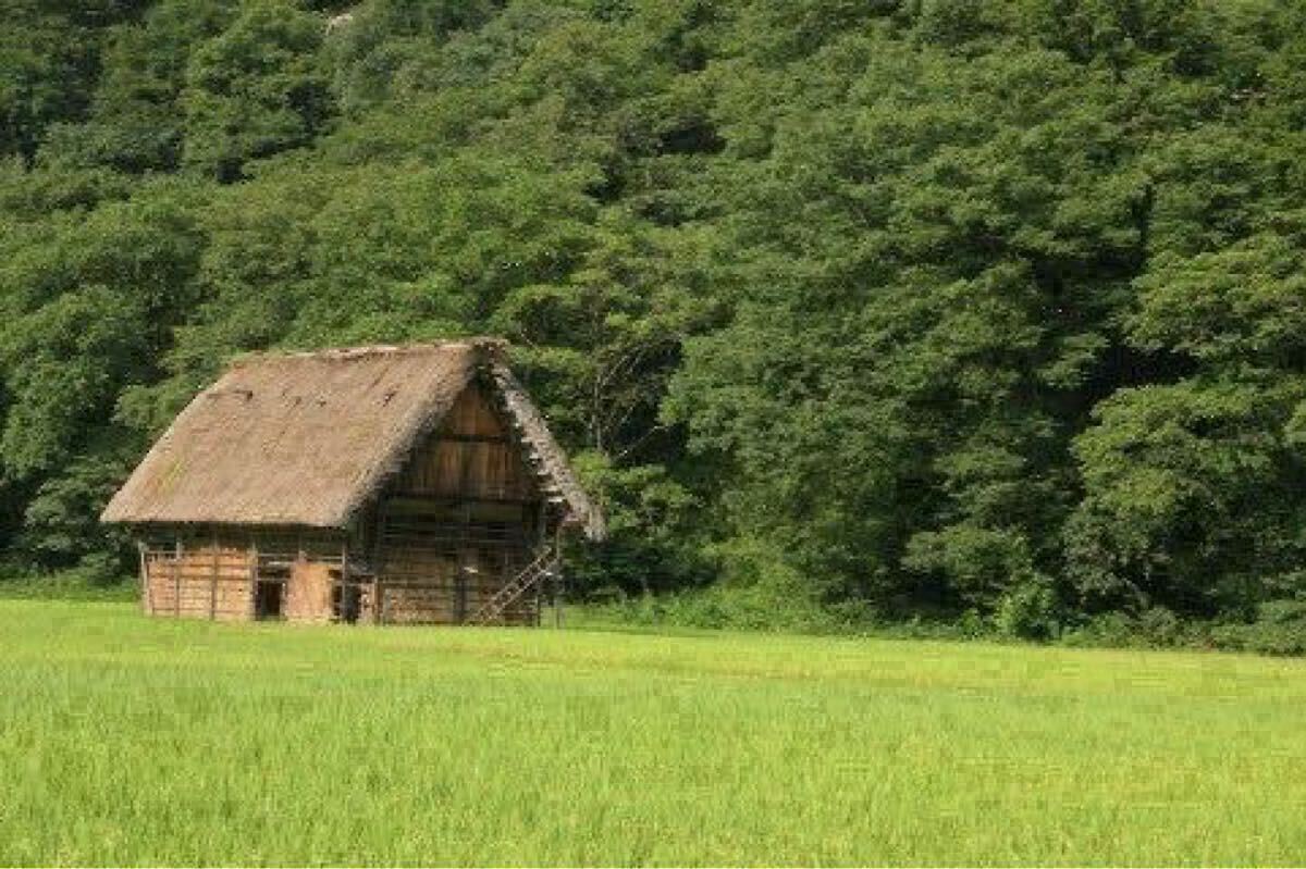 10キロ精米7900円　（秋田県産　あきたこまち100％）業務用　高級品① 特A