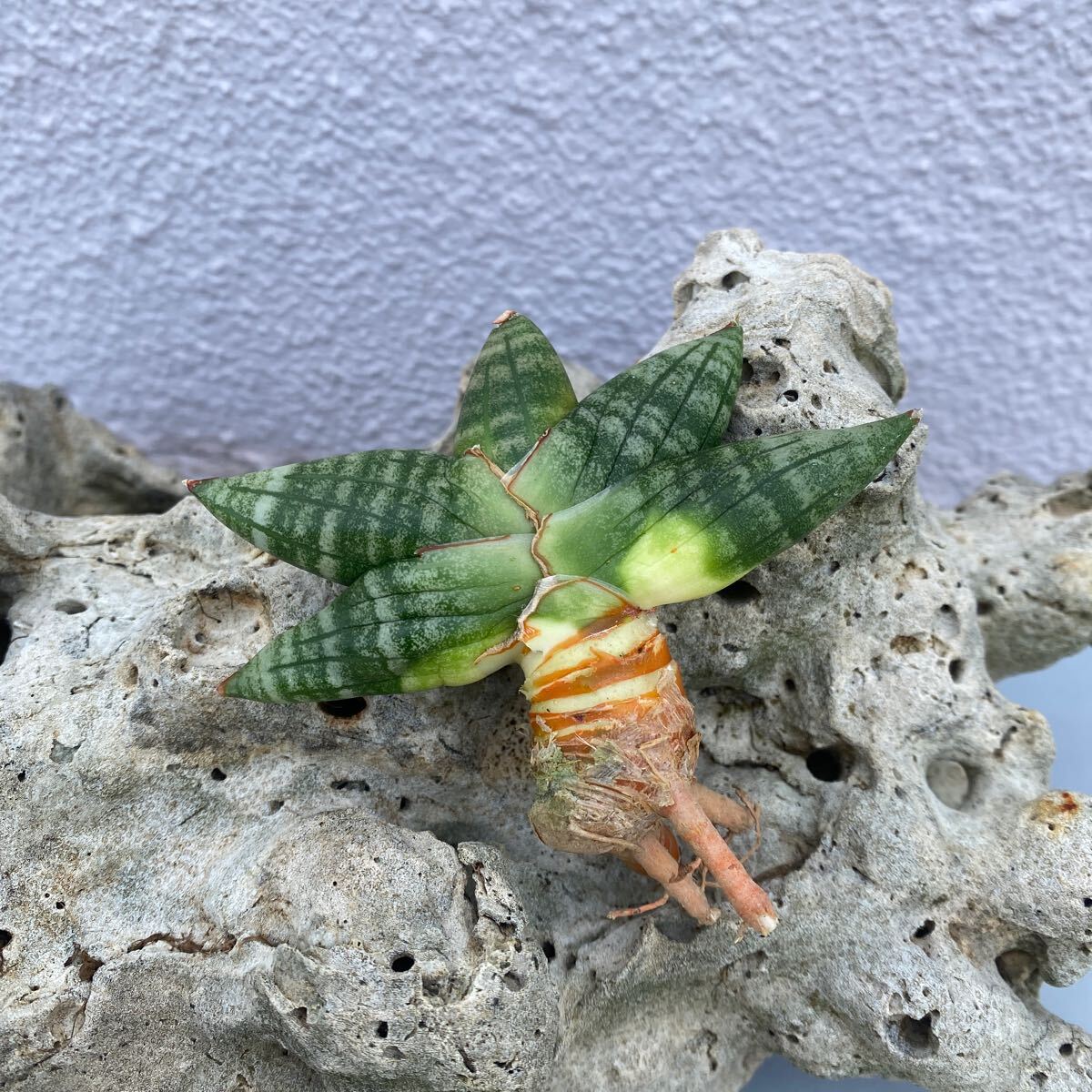サンスベリア ハイブリッド マニー Sansevieria New Hybrid