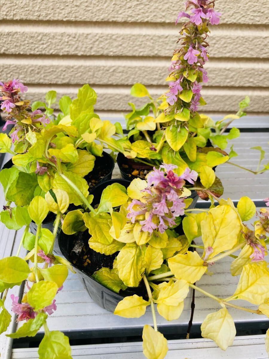 item_image_5