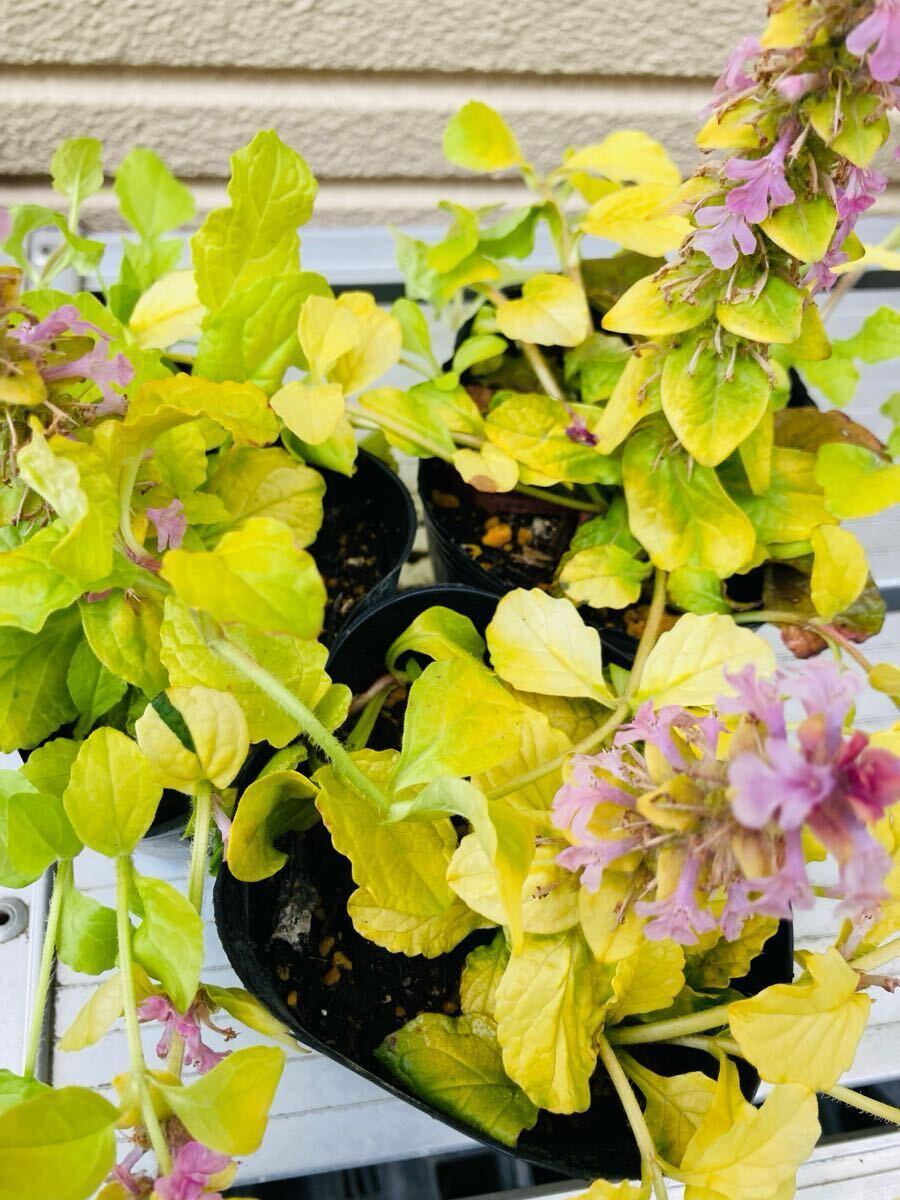 item_image_7