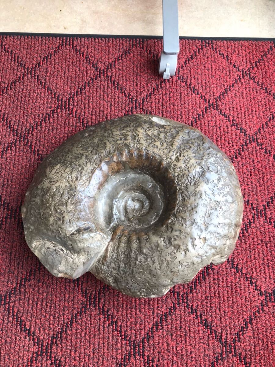 長期保管品 詳細不明 アンモナイト 化石 母岩 群集 重量 5kg