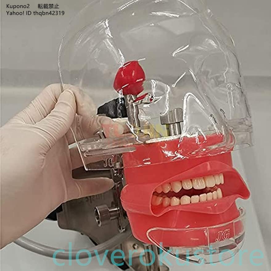 歯科用ファントムヘッドモデル、歯科用シミュレーターファントムヘッドトレーニング付き/歯モデル、トレーニング用歯科教育マネキン歯科歯