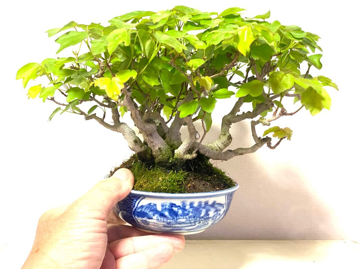 item_image_8