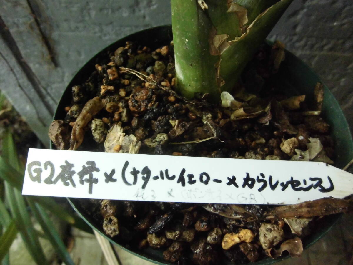 クンシラン　超激珍交配　（ボンサイ×グリーンボム）♂×（G2底緑×＜ナタールイエロー×カウレッセンス＞）♀　種子付き親栧?