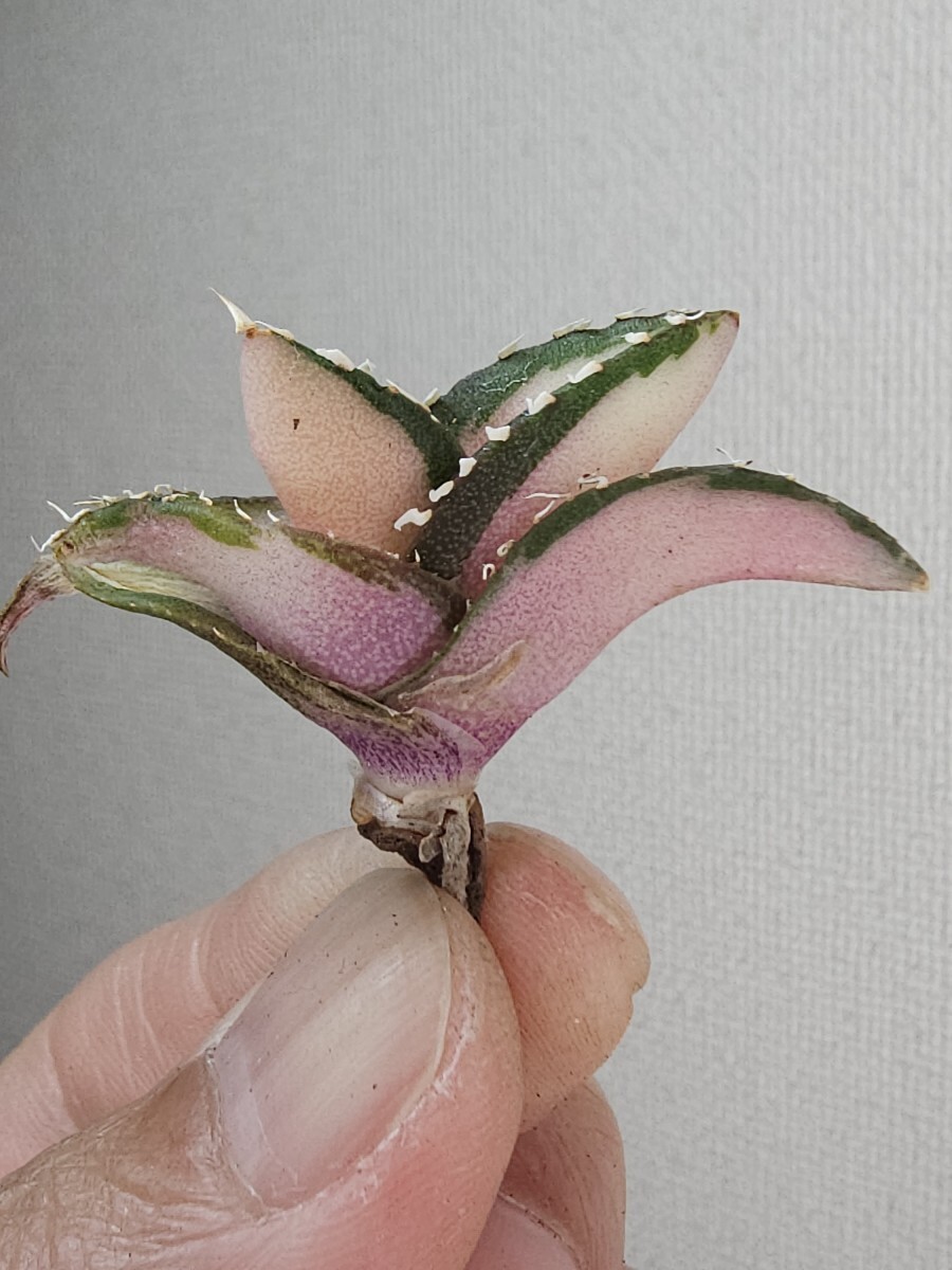 65【IGS plants】アガベ チタノタ 緑幽霊 斑入り tc 品種保証