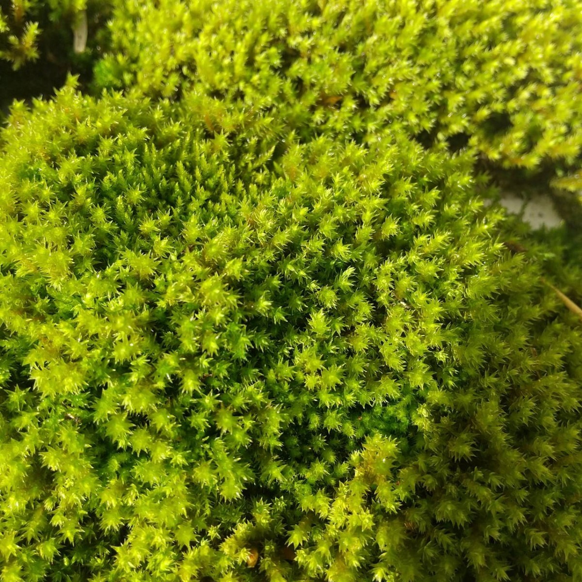 ★砂苔・60×30cmサイズ5セット・ 盆栽・植木周り・グランドカバー