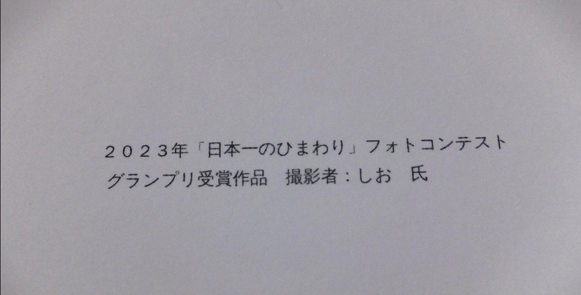 《送料110～》美品★2023年「日本一のひまわり」フォトコンテスト　入選作品のカード　2種セット★絵はがきサイズのカード_画像3