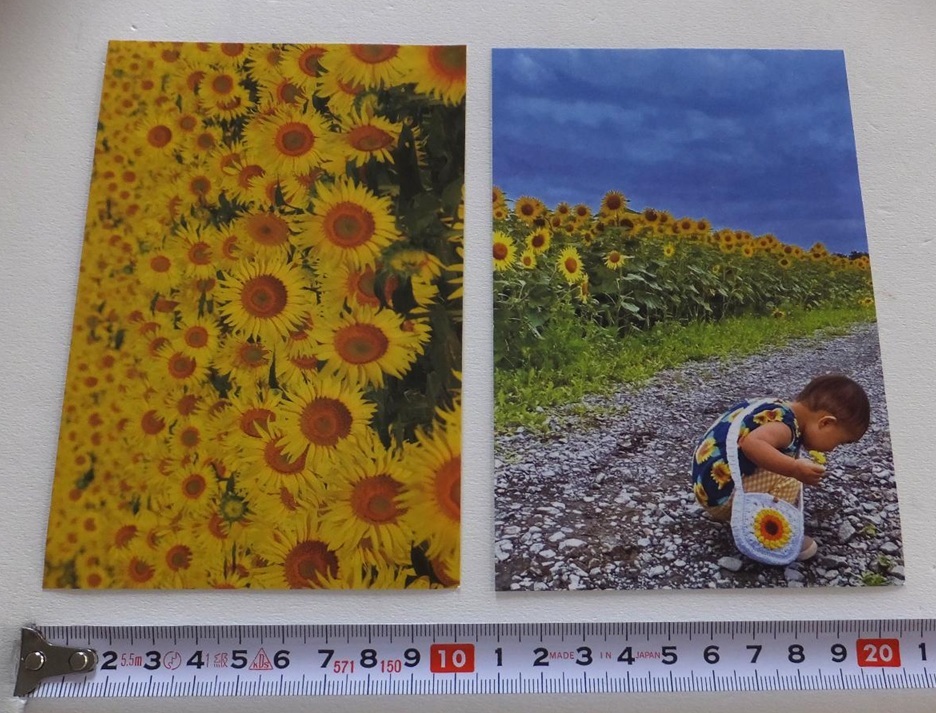 《送料110～》美品★2023年「日本一のひまわり」フォトコンテスト　入選作品のカード　2種セット★絵はがきサイズのカード_画像1
