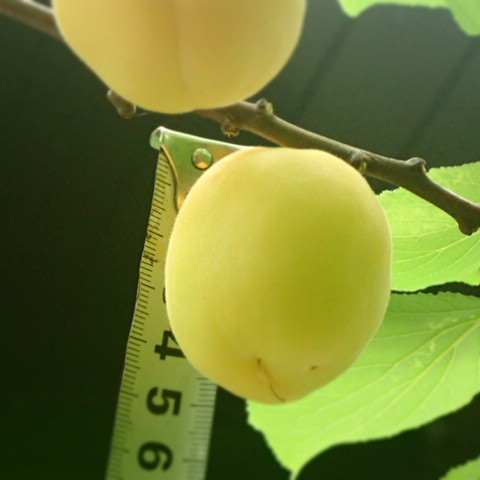 5月27日早朝撮影