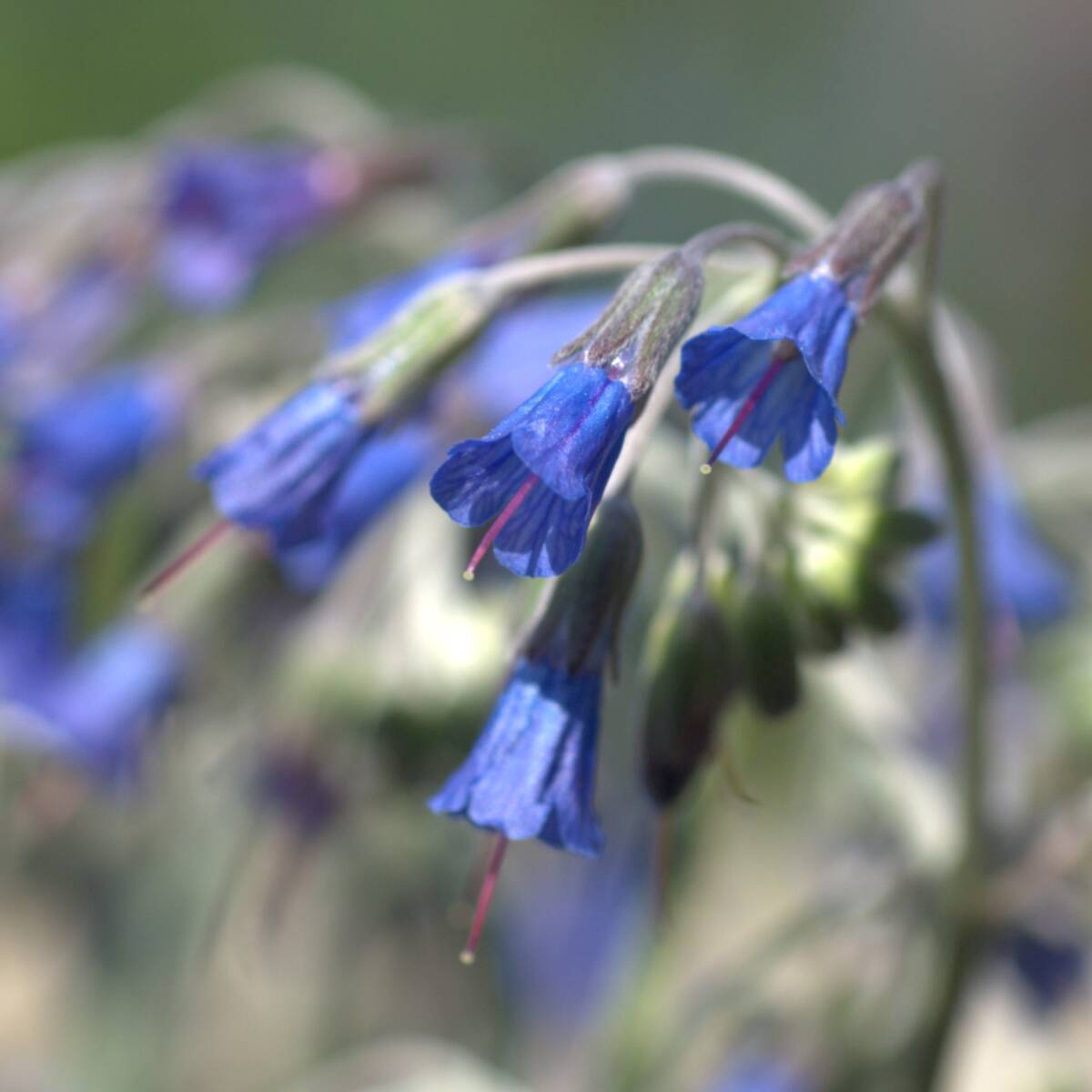 【レア】 パラカリウム ラセモスム　宿根草　山野草