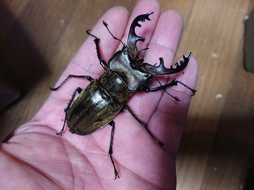 ミヤマクワガタ(お客様飼育)