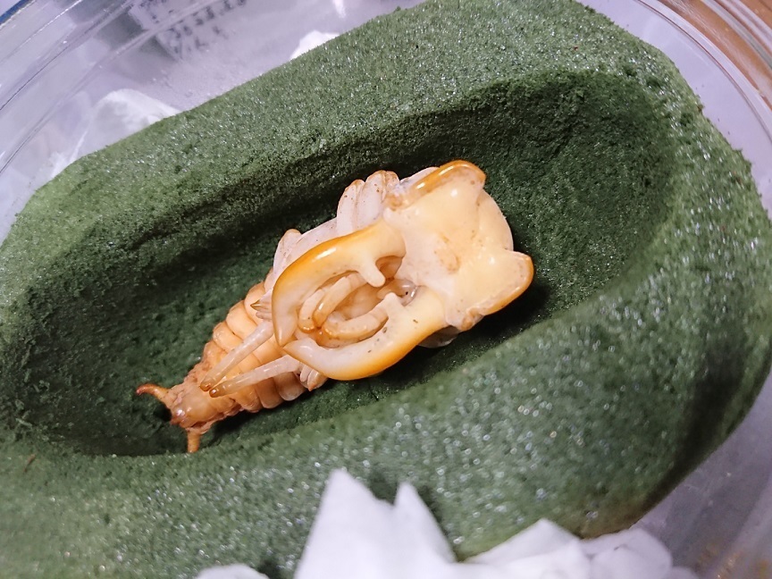 宮崎県産ミヤマクワガタ(お客様飼育)