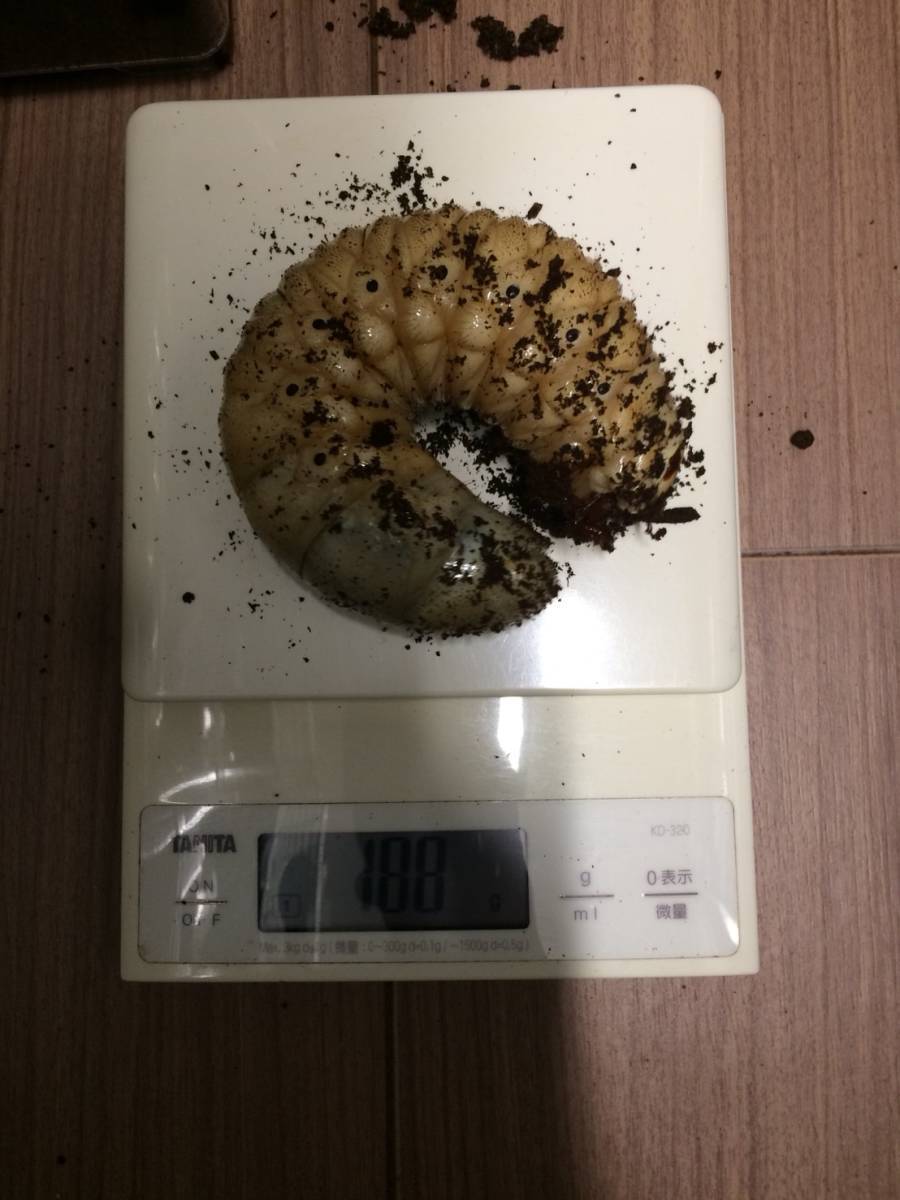 お客様飼育188g