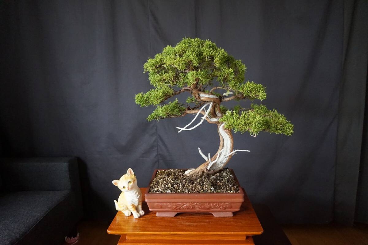 3月16日迄 の限定価格★中品盆栽　真柏(糸魚川) 　究極の逸品！ Yahoo!オークション - 盆栽 中品 糸魚川真柏 樹高38cm