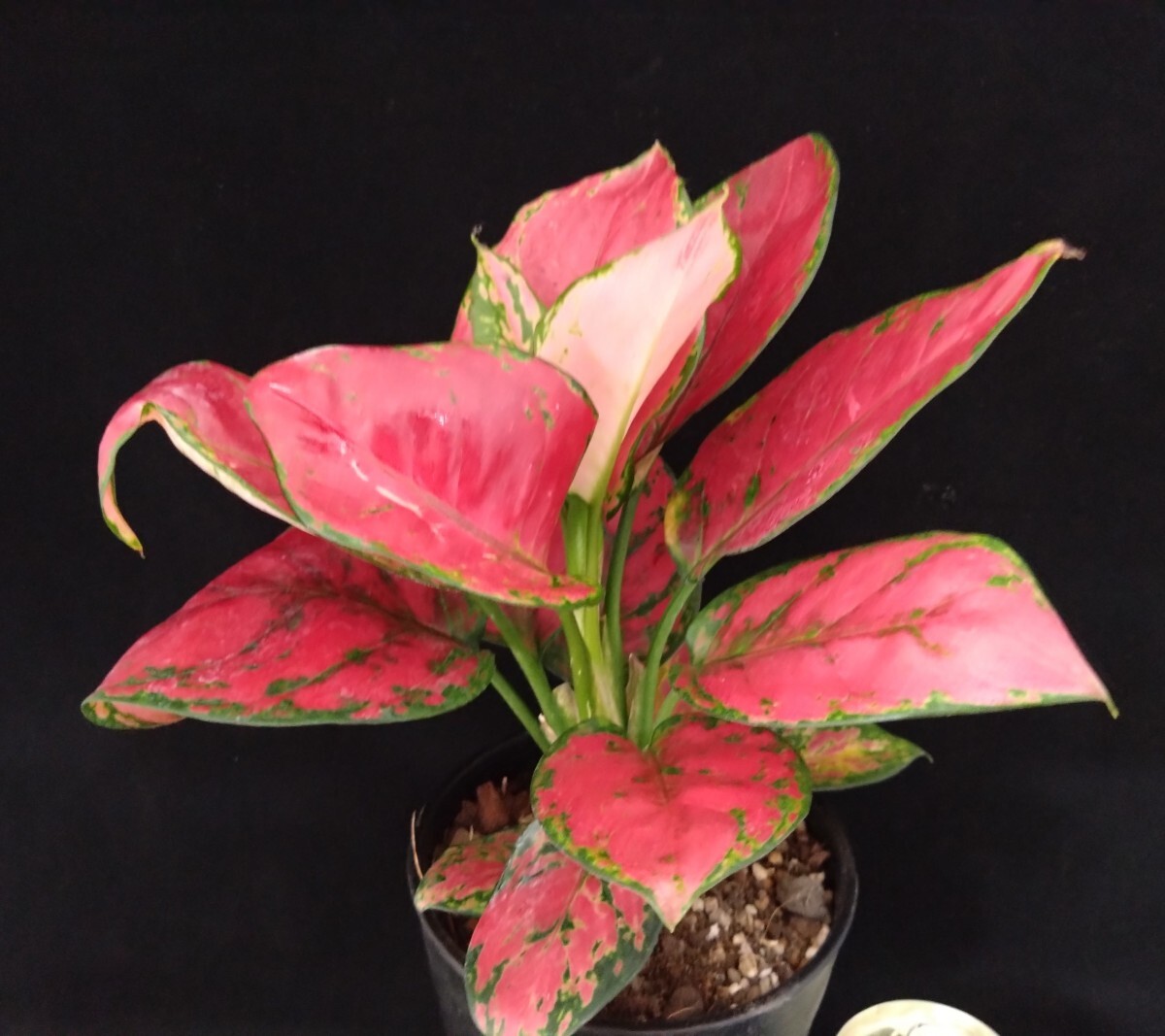 ★★観葉植物☆アグラオネマ屬★ビューティー★B★4號(hào)鉢（高さ約34cm）