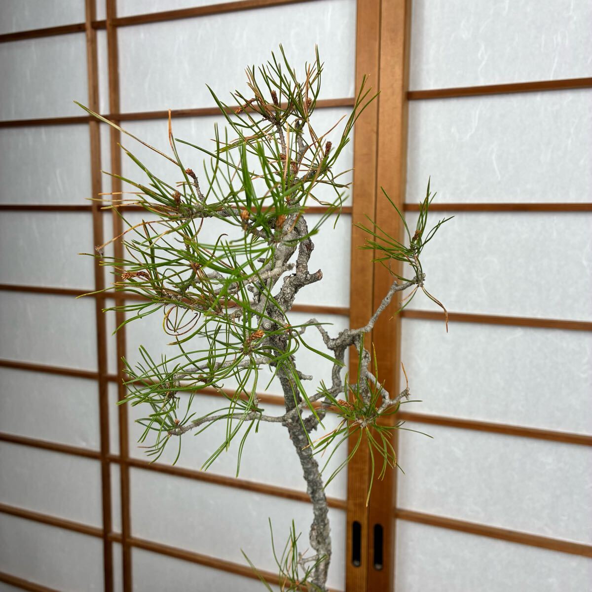 山採り】赤松 盆栽 素材文人風(松)｜売買されたオークション情報