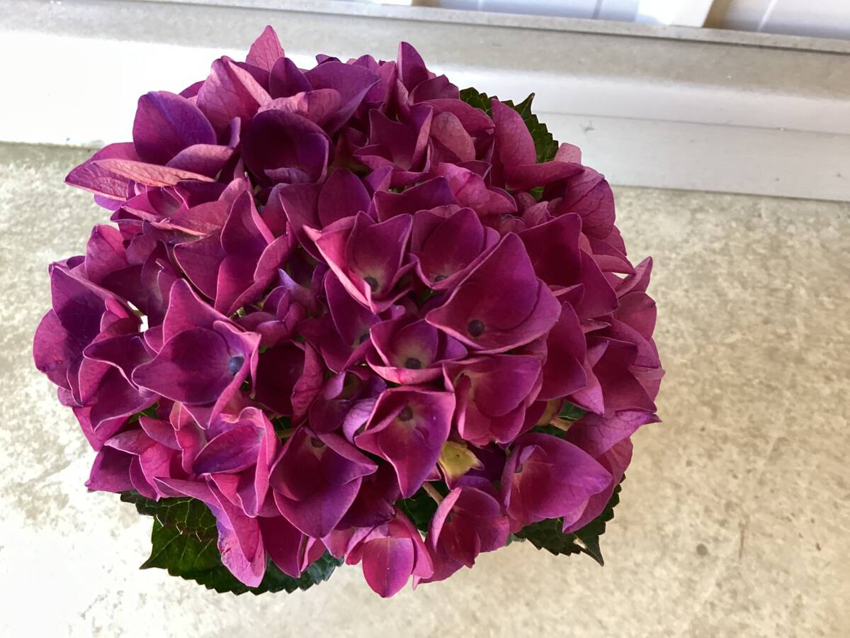 紫陽花　輸入切花　オペラクラ