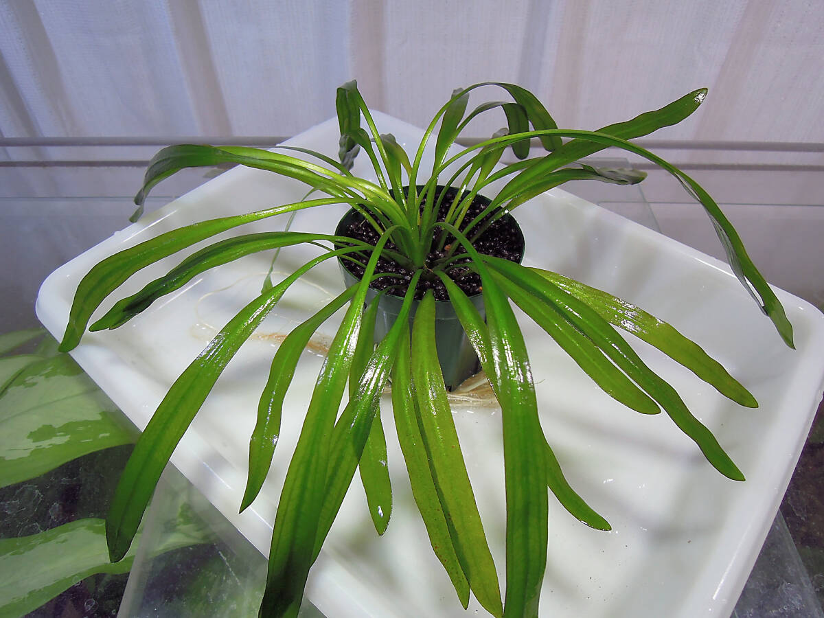 エキノドルス 赤ウルグ羊 AZ0112-9 エキノドルス 赤ウルグ羊 AZ0112-9 - メルカリ