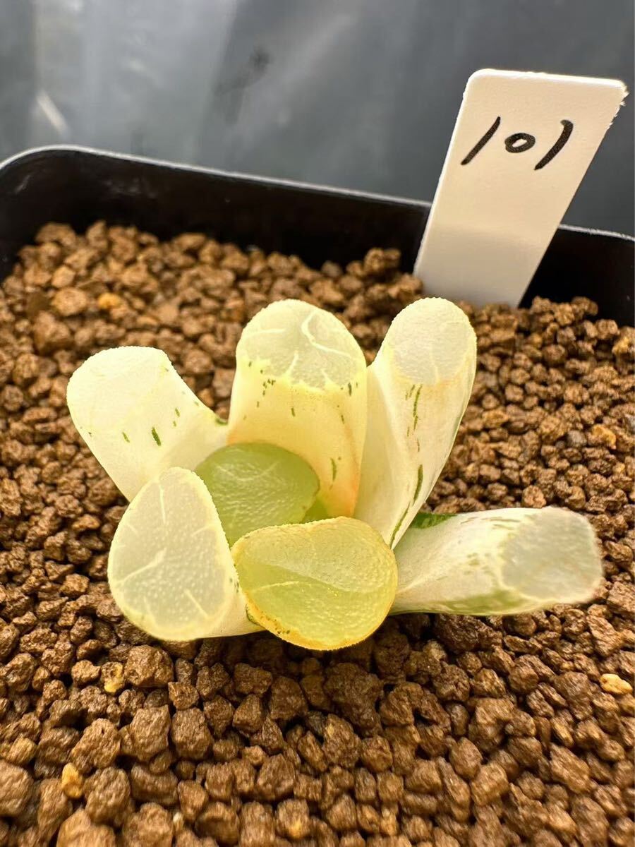 101 ハオルチア 多肉植物 オーロラ錦糊斑 自家繁殖 抜き苗発送