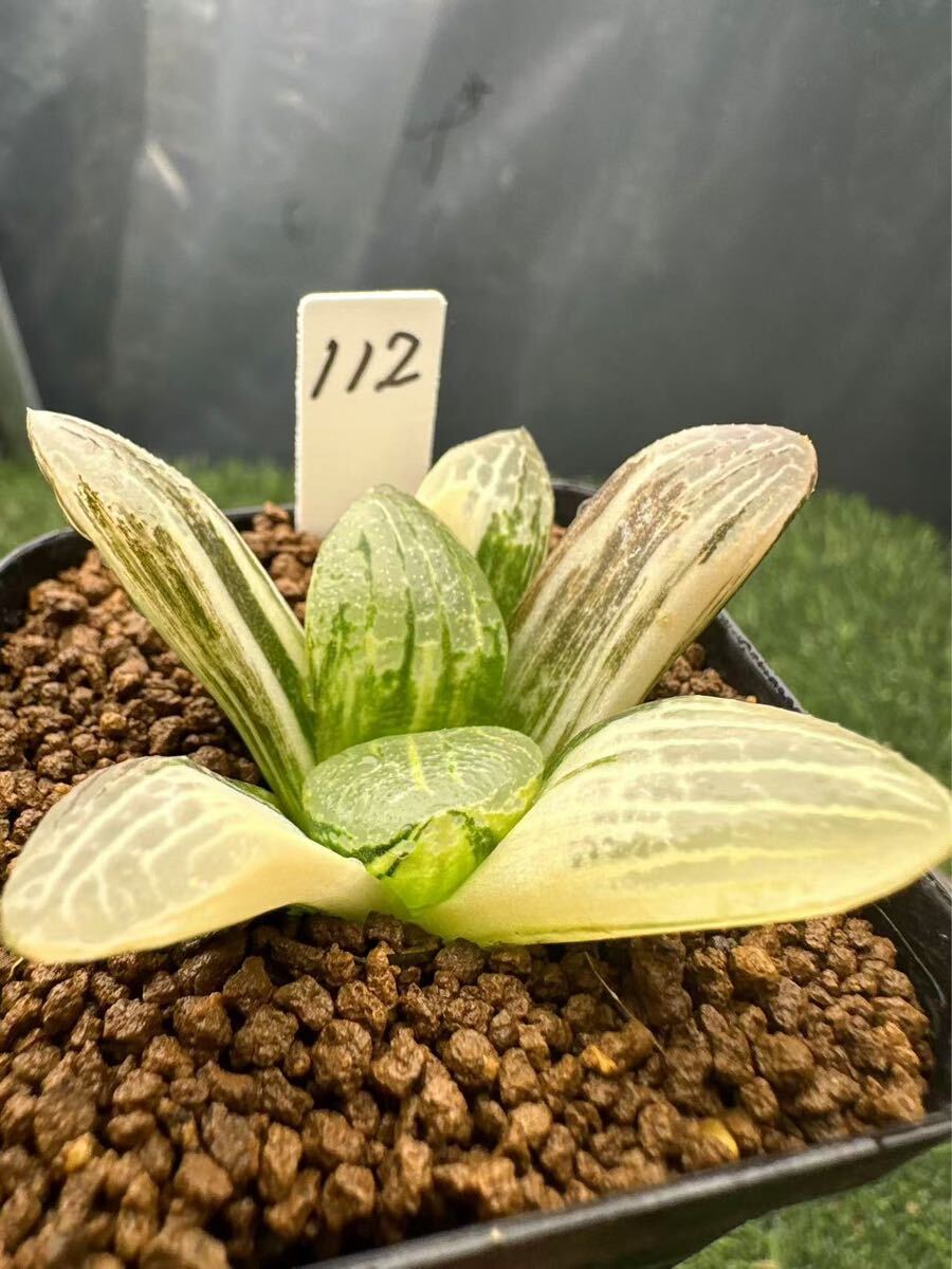 112 ハオルチア 多肉植物 万華鏡寿錦 自家繁殖 抜き苗発送