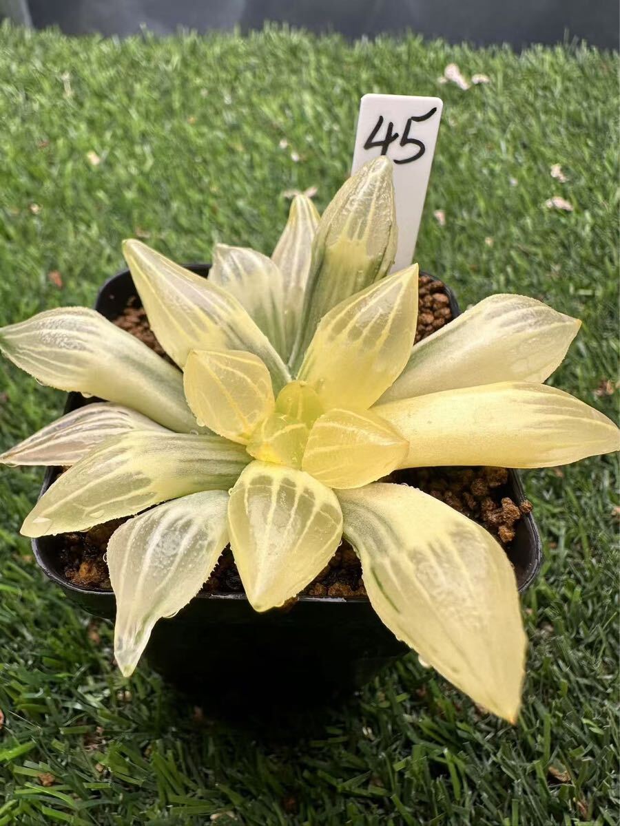 ハオルチア アトロフスカミュータント錦 糊斑