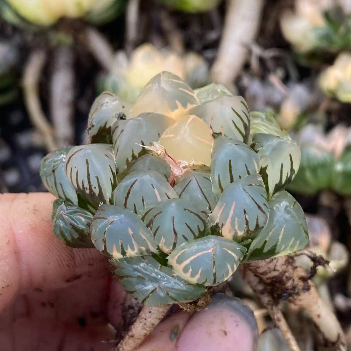 19 多肉植物 ハオルチア オブツーサ錦 水中月 糊斑 縞斑 斑入り