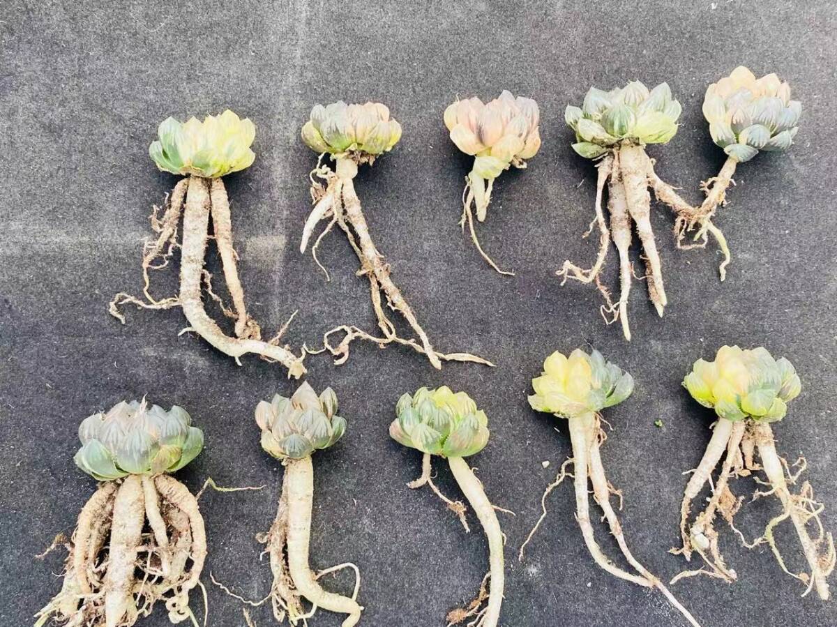 ハオルチア オブツーサ錦 水中の月（ハオルチアの水やりと植え
