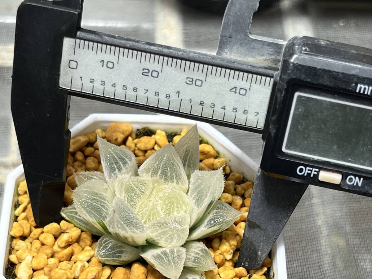 85 多肉植物 ハオルチア ハオルシア オブツーサ錦 白狐 糊斑