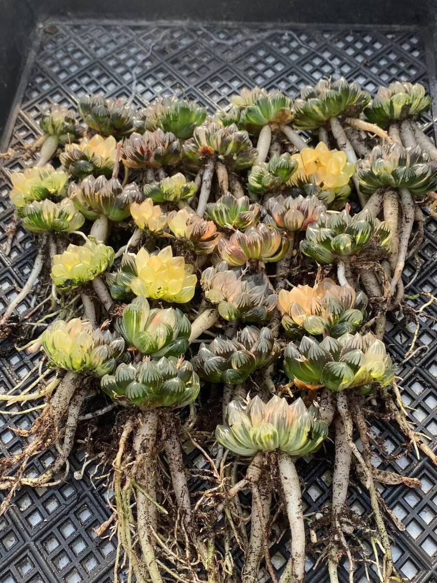 12 多肉植物 ハオルチア オブツーサ錦 水中月 糊斑 縞斑 斑入り