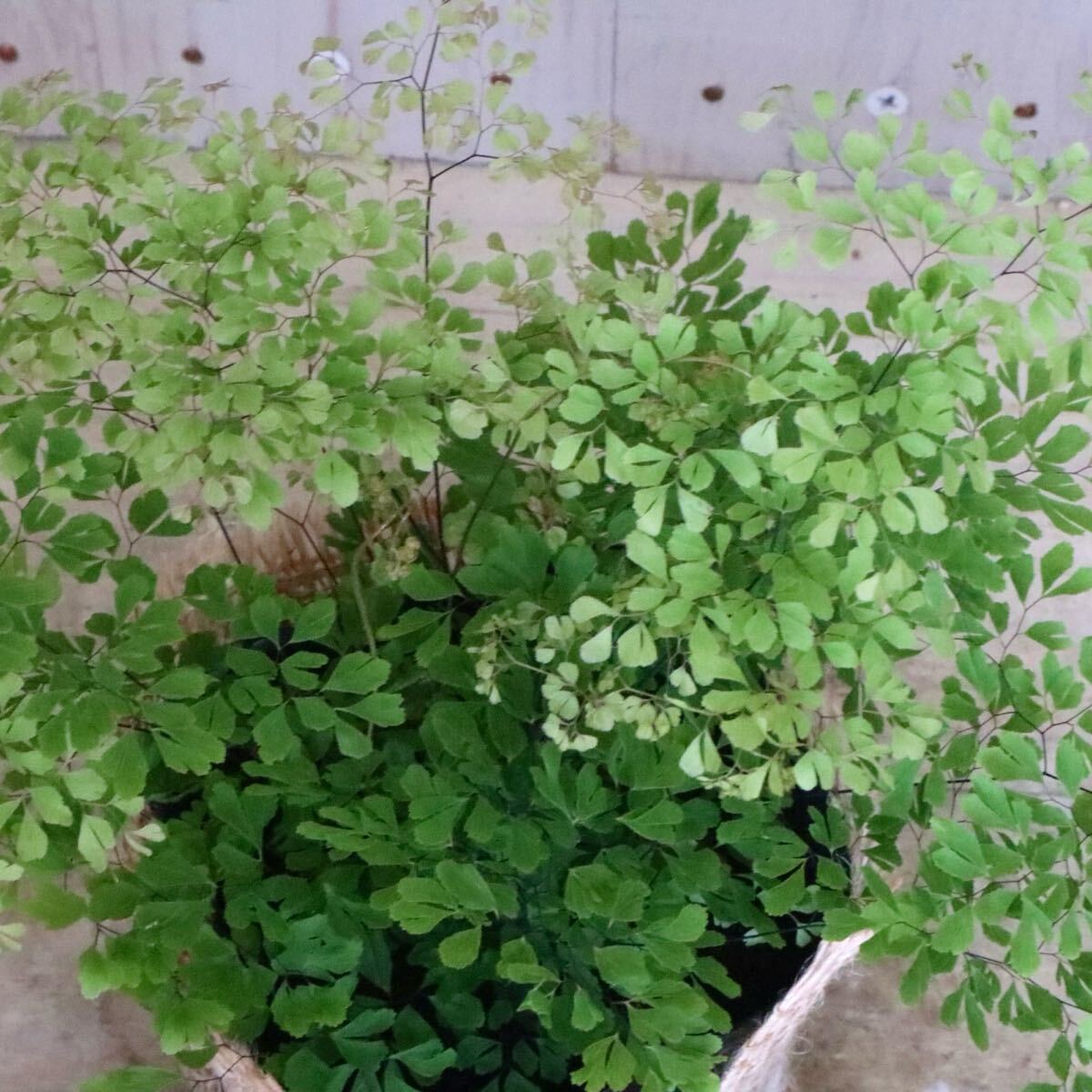 美しい　アジアンタム　ミクロフィラム　観葉植物