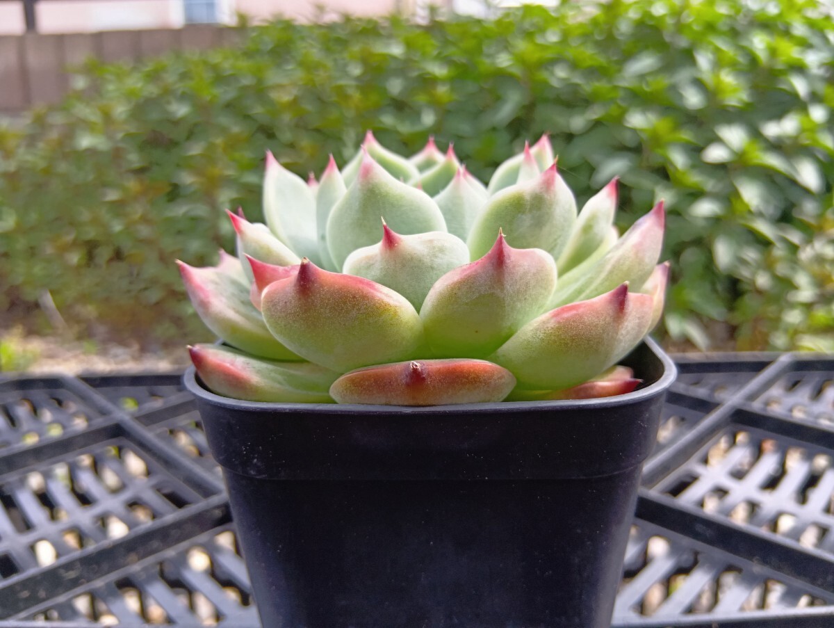 多肉植物 エケベリア コロラータ 著払い