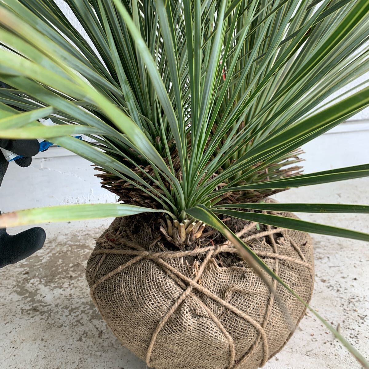 楽天市場】ユッカ・ロストラータ/80cm観葉植物 大型 耐寒性 学名