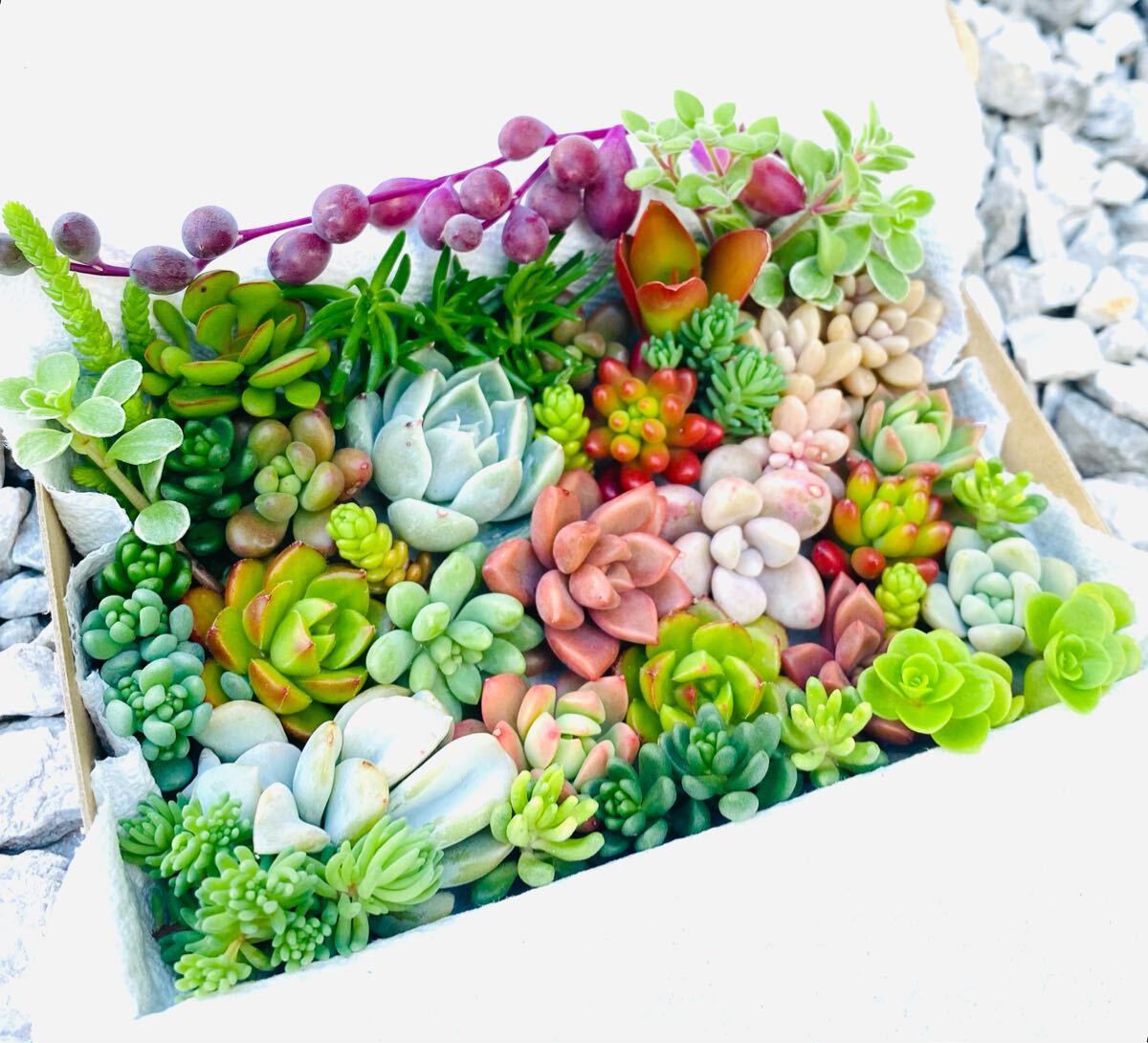 多肉植物 カット苗箱いっぱいセット｜Yahoo!フリマ（旧PayPay