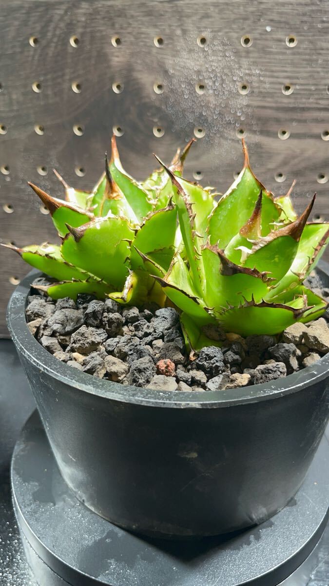 アガベ チタノタ 小島白刺 二頭 超レア株 アガベ チタノタ 特選 AGAVE 小島白刺 2頭 激レア株