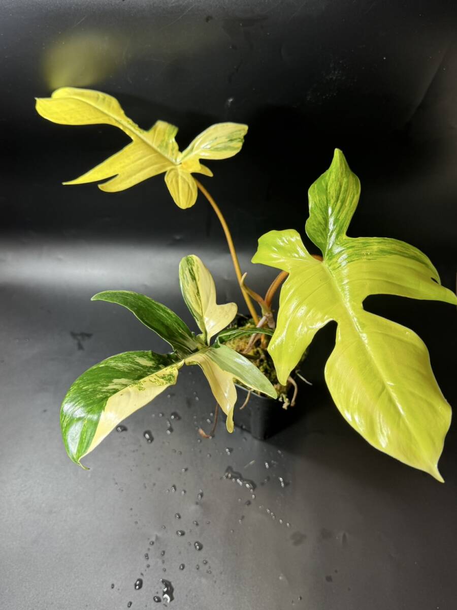 item_image_4