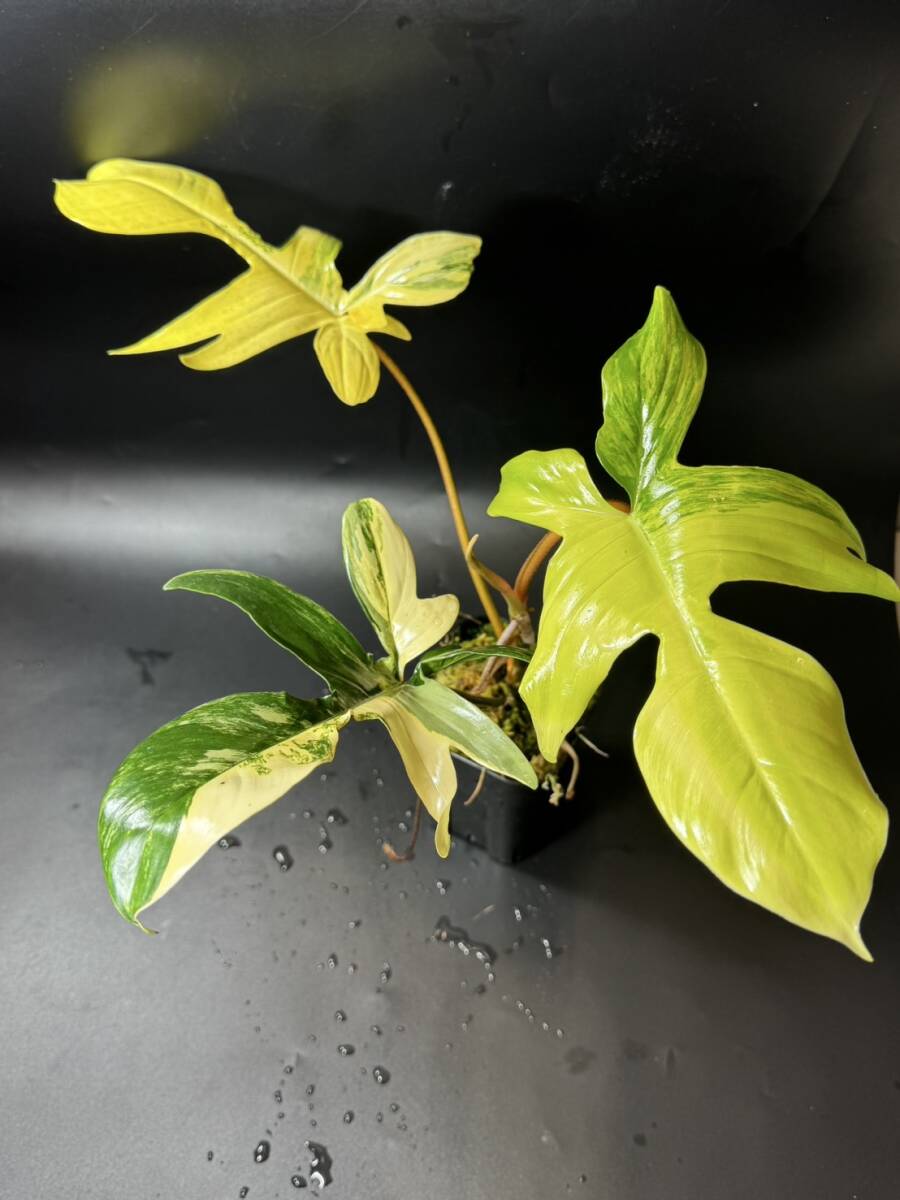 item_image_5