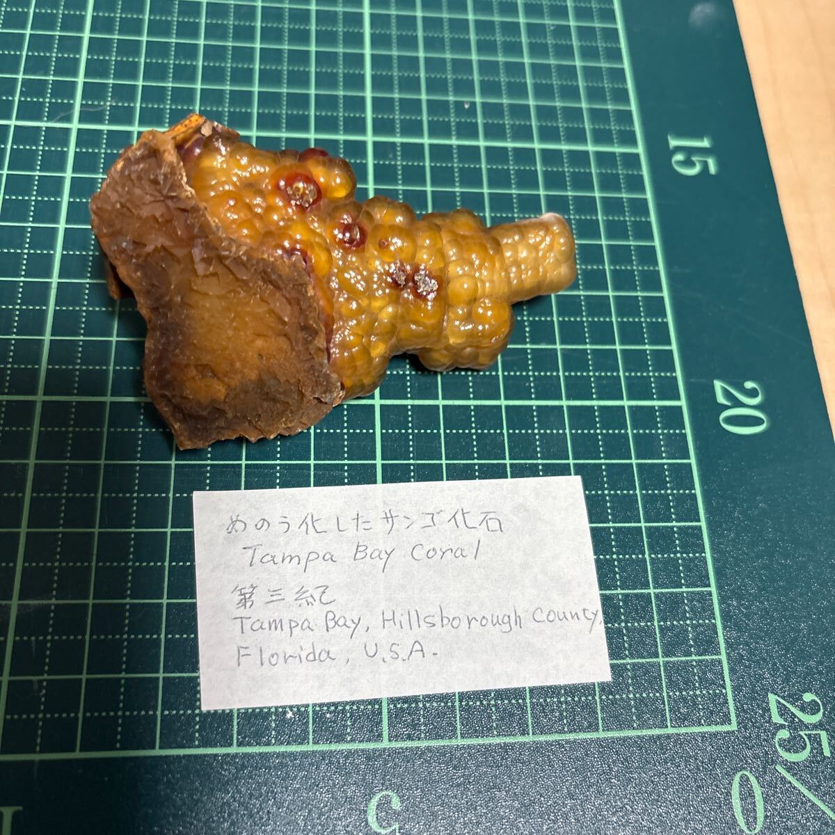 最終値下げ！アメリカ産 サンゴ礁 化石 ベージュ 希少