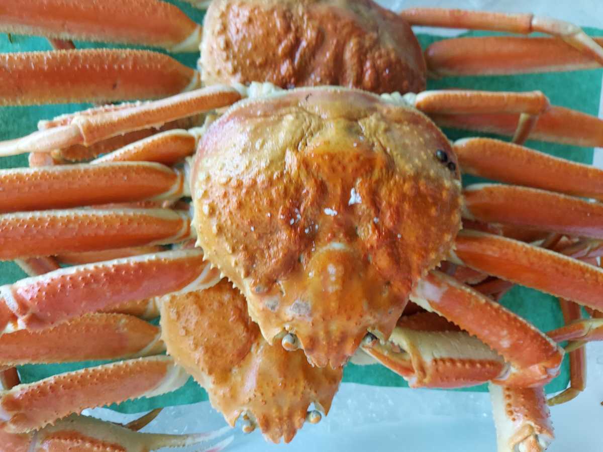 特売ボイルマツバカニ大35cm16~20匹入り3.0kg箱5980円即決。