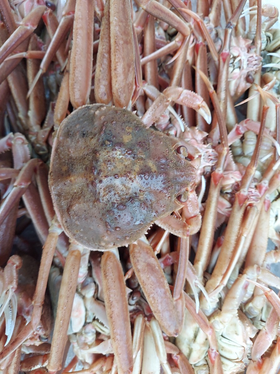 生マツバカニ45cm 480～500g位1匹2345円即決。冷凍発送
