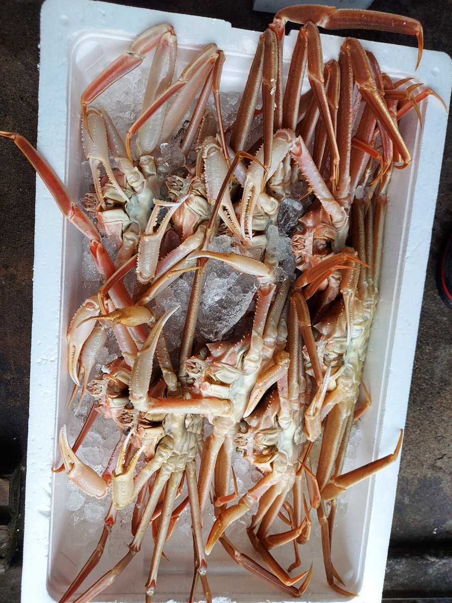 ボイルまつばかに大40cm300g1匹1390円即決。
