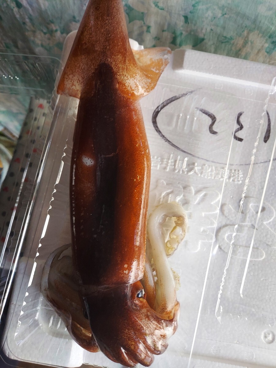 巨大スルメイカ35cm 200~250g位1匹750円即決