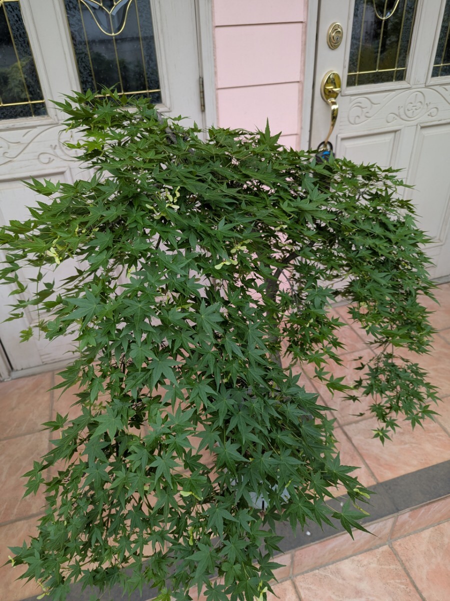 item_image_5