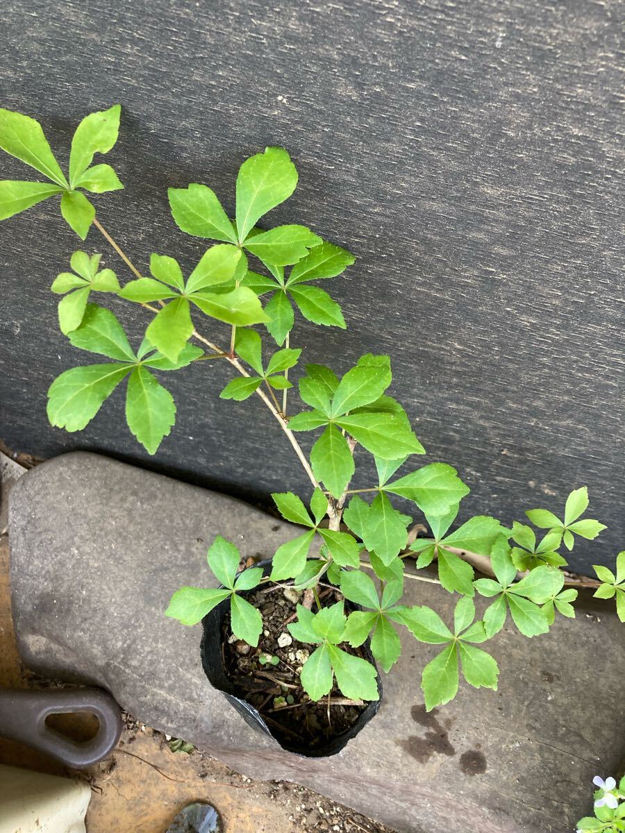 ウコギ?。玻单互螗脸潭取∩揭安荨ˉ`デニング　山菜